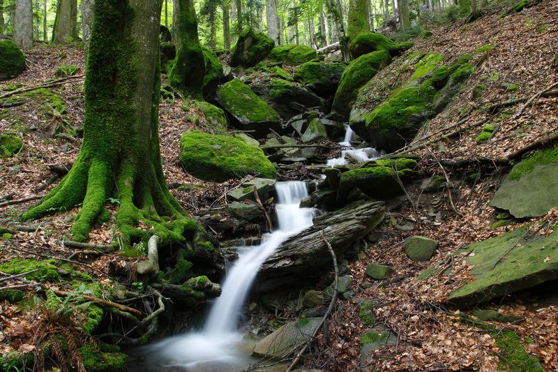 Parco delle Foreste Casentinesi (fotografia di Alessandro Cappuccioni)